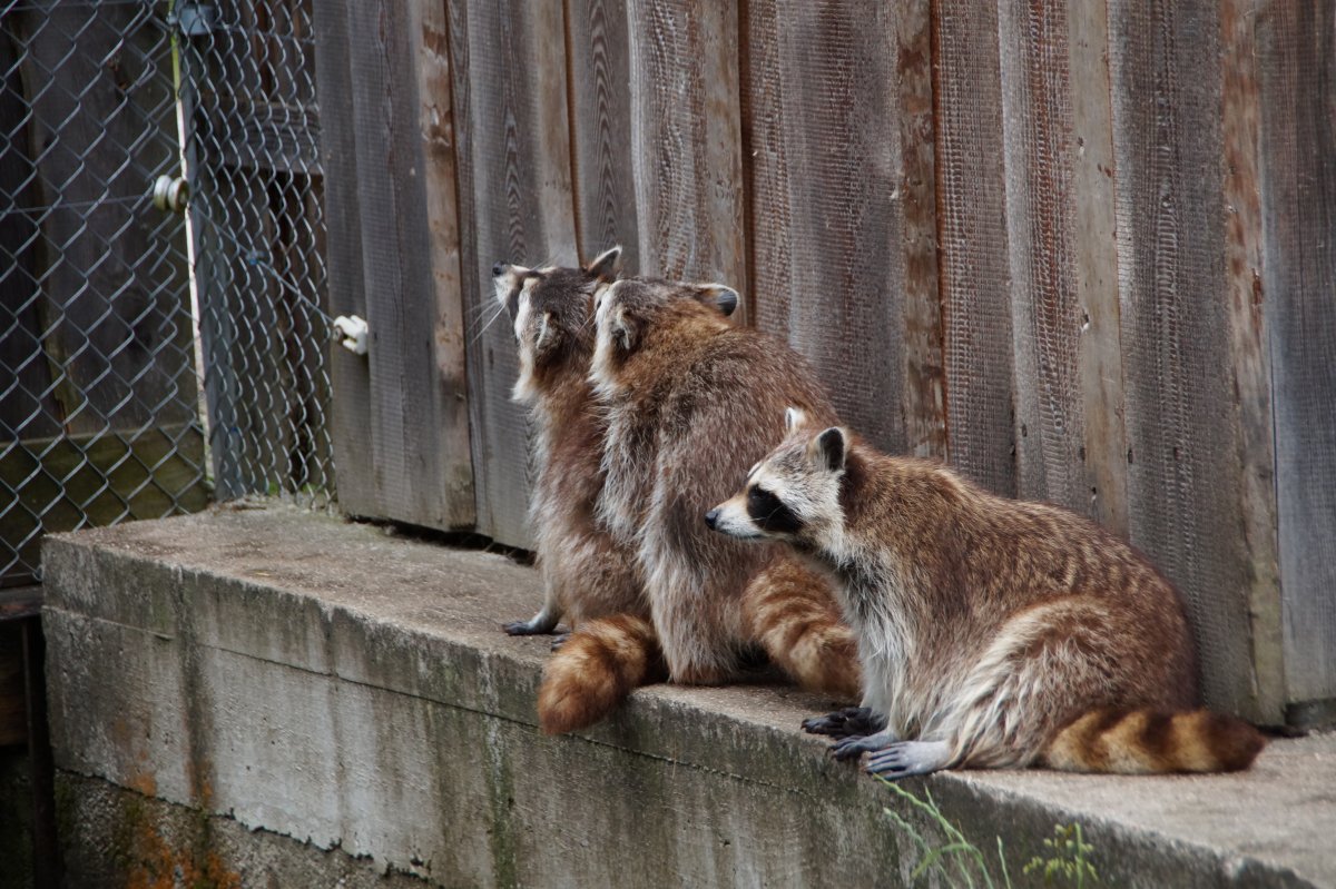Wildpark 2019
